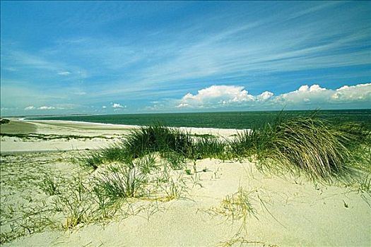草,海滩,荷兰