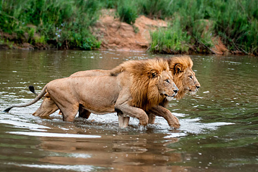 两个,雄性,狮子,走,浅,河,看别处