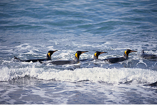 帝企鹅,游泳,金港,南乔治亚,南极