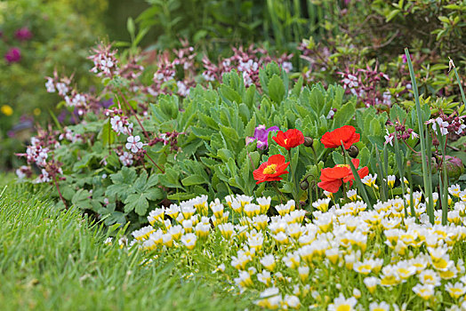 红色罂粟,花,别墅花园,威尔士