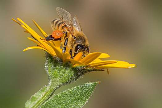 蜜蜂,授粉,黄花