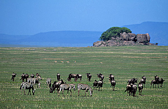 坦桑尼亚,塞伦盖蒂,朴素,迁徙,角马,斑马
