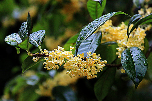 雨中桂花