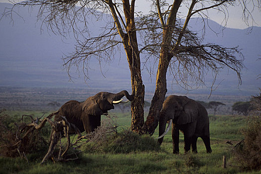 肯尼亚,安伯塞利国家公园,大象,脱,树皮,刺槐