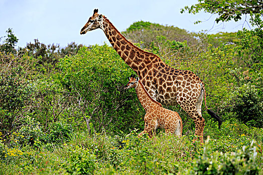 长颈鹿,成年,女性,觅食,圣卢西亚,湾流,湿地,公园,纳塔耳,南非,非洲