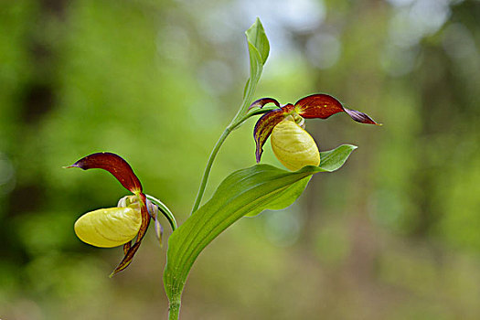 芍兰,花