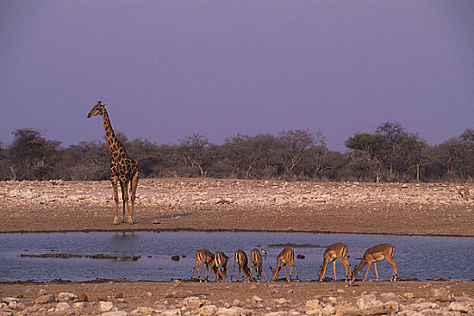 非洲,纳米比亚,埃托沙国家公园,长颈鹿,黑斑羚,水潭