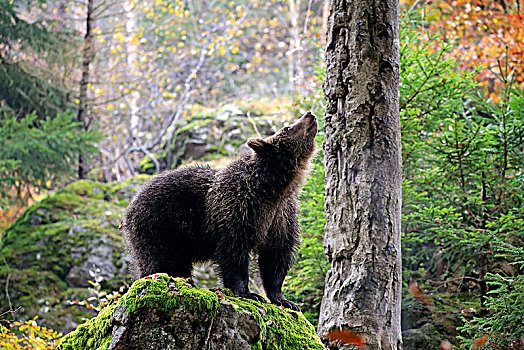 欧洲,棕熊,熊,小动物,闻,秋天,巴伐利亚森林国家公园,德国
