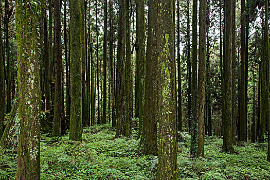 台湾嘉义市阿里山原始森林