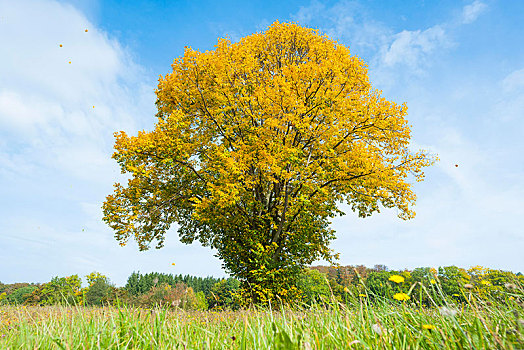 菩提树,树,椴树属,秋天,黄叶,生物保护区,黑森州,德国,欧洲