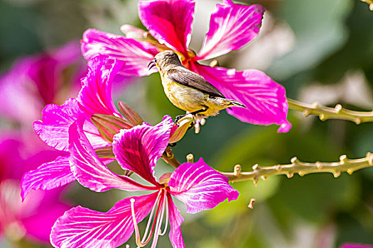 花蜜鸟