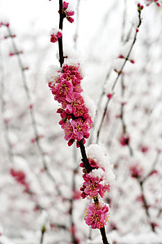 接受春雪考验的梅花