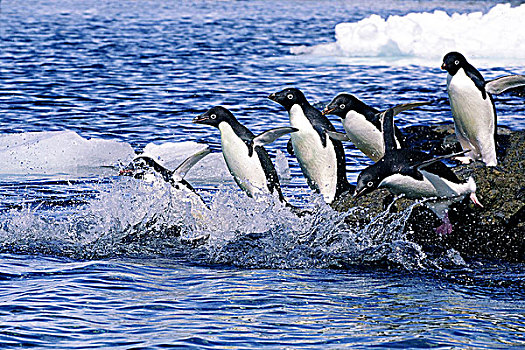 阿德利企鹅,离开,觅食,旅游,生物群,南极半岛,南极
