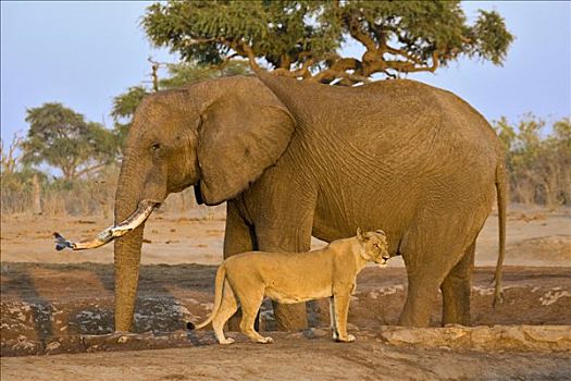 非洲,灌木,大象,非洲象,雌狮,狮子,萨维提,水坑,乔贝国家公园,博茨瓦纳