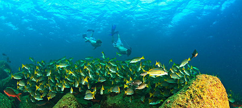 鱼群,水下,两个,游客,深潜,国家,海洋公园,北下加利福尼亚州,墨西哥