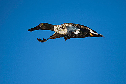 北方,琵嘴鸭,雄性,飞行,博斯克德尔阿帕奇,新墨西哥,美国