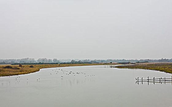 鸟,飞翔,河