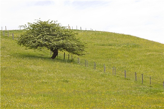 孤树,草地,春天