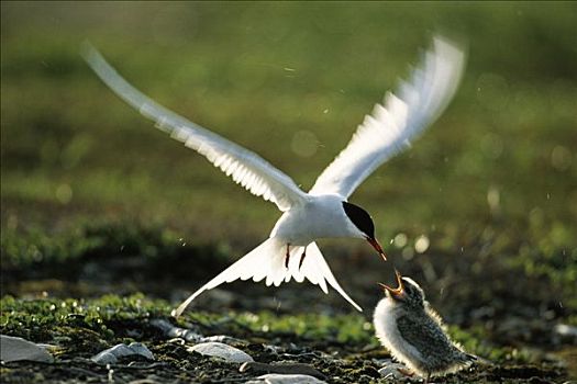 北极燕鸥,成年,欧洲