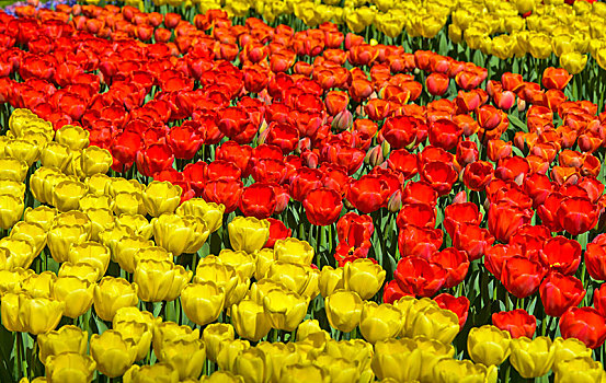 花坛,黄色,红色,荷兰,郁金香,库肯霍夫公园,花展,欧洲