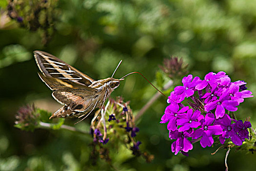 白条天蛾,蛾子,家园,紫色,马鞭草属植物,马里恩县,伊利诺斯