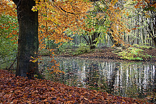 平和,水塘,秋天