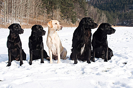 拉布拉多犬,复得,坐,雪