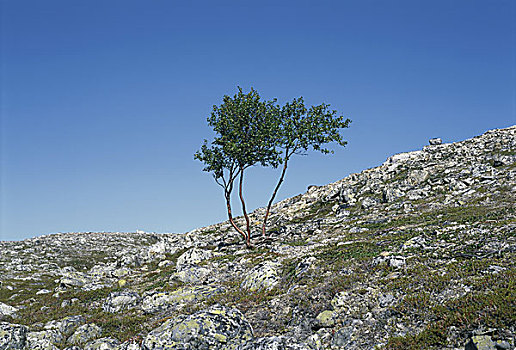 树,山坡,捷克共和国