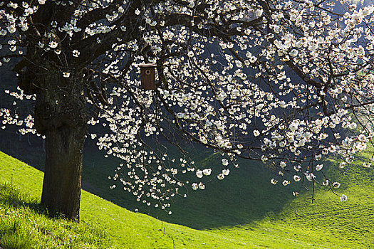 鸟舍,樱桃树,日落,瑞士