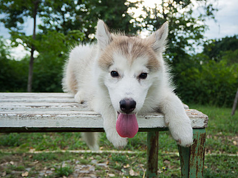 西伯利亚,哈士奇犬,小狗,公园