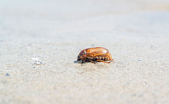 甲虫,海滩