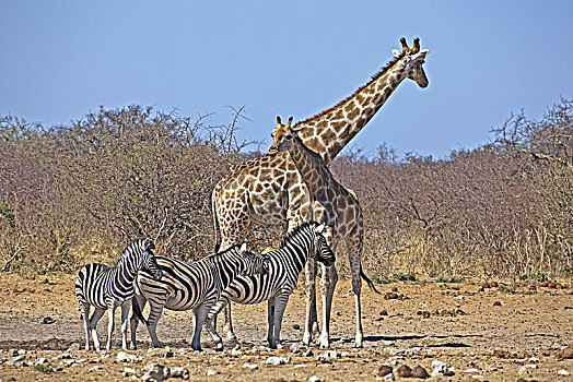 非洲,西南,纳米比亚,国家公园,长颈鹿,斑马