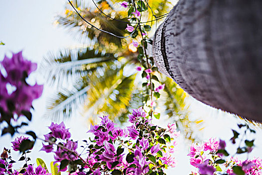 花,靠近,棕榈树