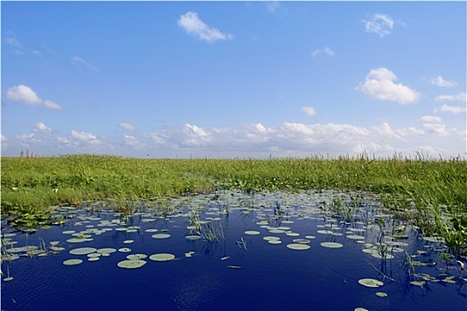 蓝天,佛罗里达大沼泽,湿地,绿色,植物,地平线,自然