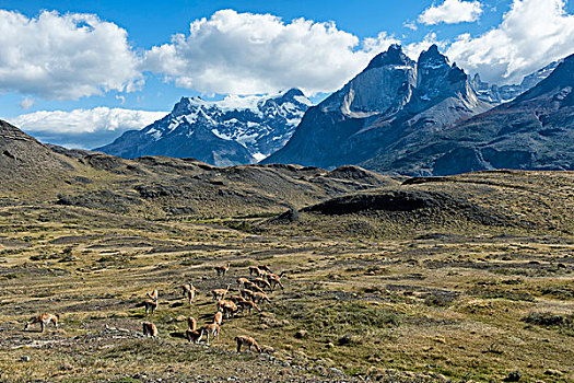 原驼,牧群,放牧,草原,托雷德裴恩国家公园,巴塔哥尼亚,智利,南美