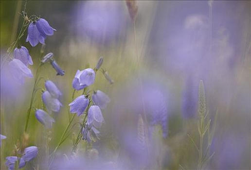 野风信子,花