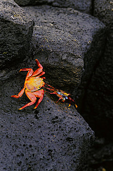 厄瓜多尔,加拉帕戈斯群岛,岛屿,螃蟹,方蟹