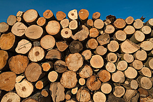一堆,原木,木堆,巴伐利亚,德国,欧洲