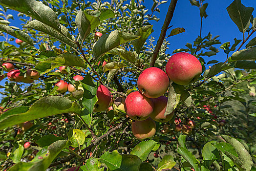 成熟,红苹果,苹果树,特写,巴登符腾堡,德国,欧洲