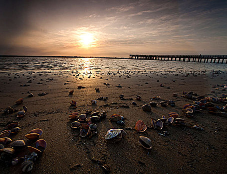 贝壳,沙滩