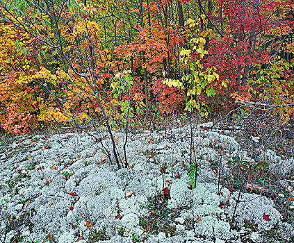 树林,秋叶,地面,基拉尼省立公园,安大略省,加拿大