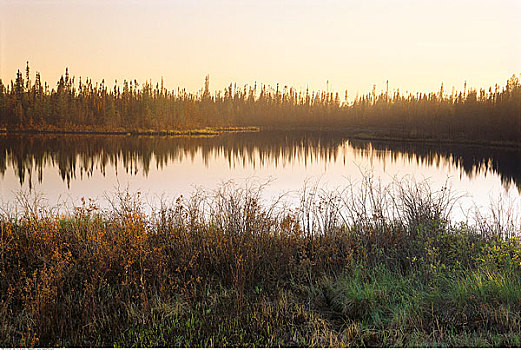 水塘,伍德布法罗国家公园,加拿大西北地区,加拿大