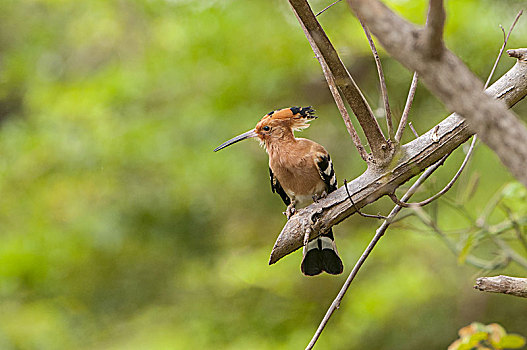 戴胜鸟,彩色,鸟,栖息,枯枝,国家公园,斯里兰卡
