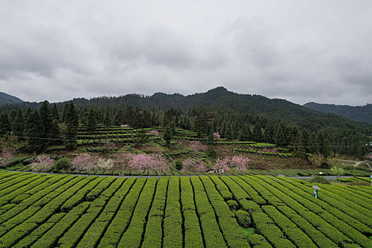 茶园春色多彩如画