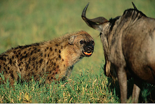斑鬣狗,角马,塞伦盖蒂国家公园,坦桑尼亚