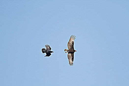 美洲鹫,红头美洲鹫,迁徙,靠近,维多利亚,不列颠哥伦比亚省,加拿大