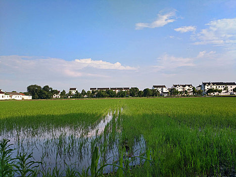 夏天的田野图片 农村图片