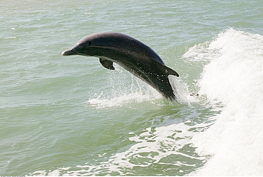 大西洋瓶鼻海豚,佛罗里达,美国