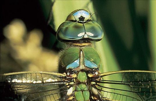 蜻蜓,帝王晏蜓,脸,眼睛,昆虫,动物