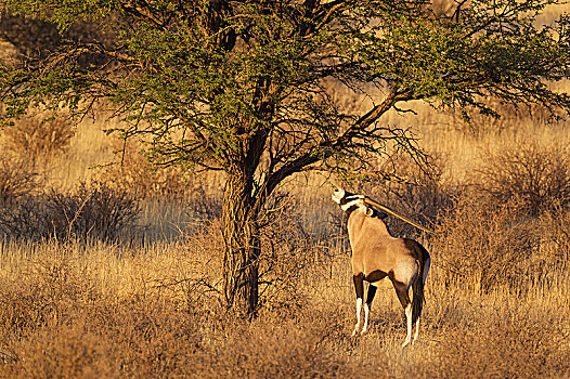 南非大羚羊,羚羊,进食,叶子,树,刺槐,卡拉哈里沙漠,卡拉哈迪大羚羊国家公园,南非,非洲